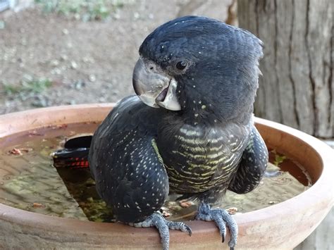 Red Tail Cockatoo | If you find an injured native animal in WA, please call us on 9249 3434