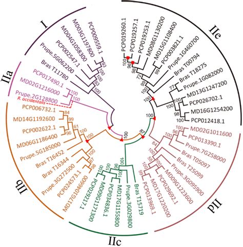 Phylogenetic Tree Derived From Amino Acid Sequences Of P3a Type Atpase