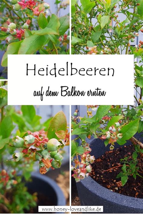 Heidelbeere im Topf halten Tipps für Terrasse und Balkon Honey