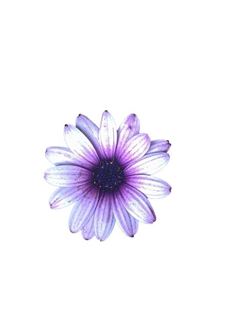 Purple Flower No Background Images - Free Download on Freepik