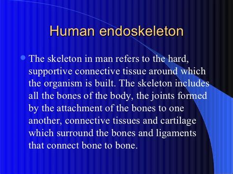 The human endoskeleton