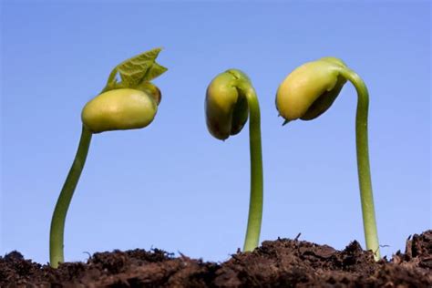 Cómo Germinar Semillas De Cítricos