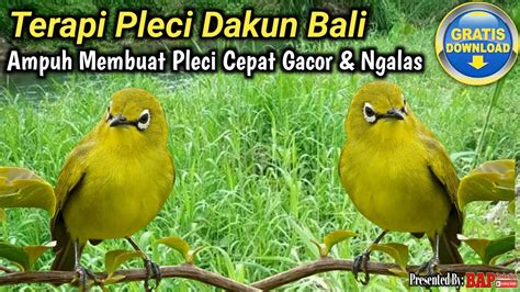 TERAPI BURUNG PLECI DAKUN BALI YouTube