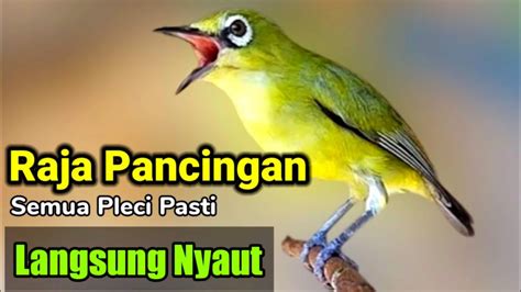 PLECI GACOR Suara Ngalas RAJA PANCINGAN Ini Ahlinya Bikin BURUNG