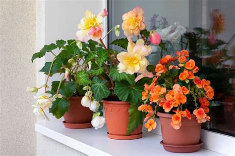 Begonia Types: A Comprehensive List (with Pictures) - Hort Zone