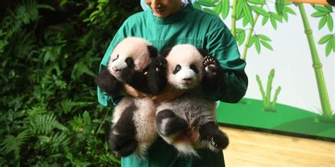 New Photos Show 3 Month Old Baby Panda Twins At Chinese Zoo Business