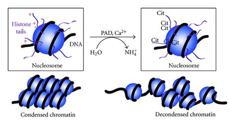 Pad Mediated Histone Tail Citrullination Leads To Chromatin