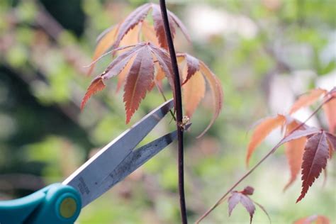 How To Care For A Dwarf Japanese Maple Tree Hunker