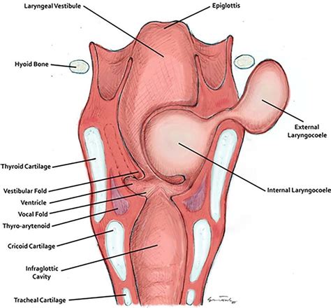 Anatomy Of Larynx