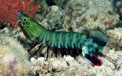 Mantis Shrimp Hd Wallpaper 74948 Baltana