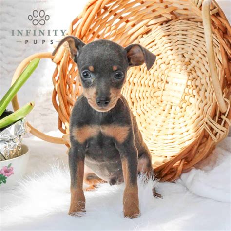 Miniature Pinscher Puppies For Sale • Adopt Your Puppy Today • Infinity Pups