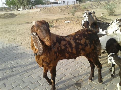 Male Sirohi Ajmeri Goat 12 Months 50 At Rs 300 Kg In Nagaur ID