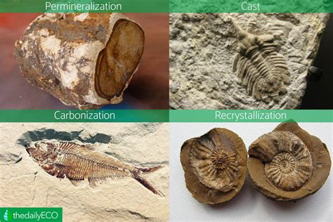 5 Types Of Fossil Preservation Or Fossilization Definition And