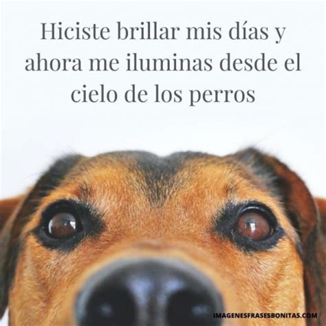 Dedicatorias Y Frases De Despedida Para Un Perro Fallecido