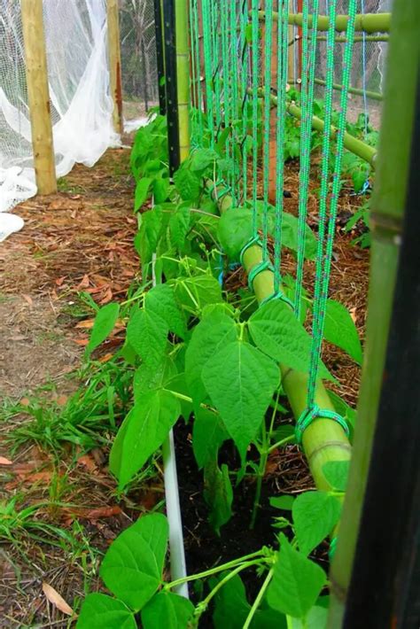 Best Trellis For Cucumber In Raised Beds Slick Garden