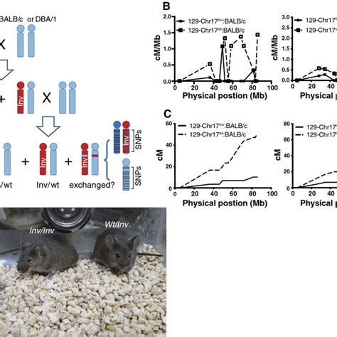 Function assay of the balancer chromosome Chr17Inv. A Functional assay ...