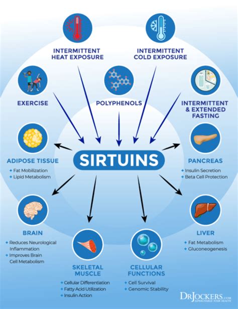 Sirtuins Benefits And How To Activate Them 2023