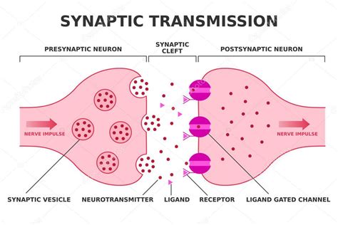 Transmisi N Sin Ptica Neurotransmisi N Transici N Del Impulso