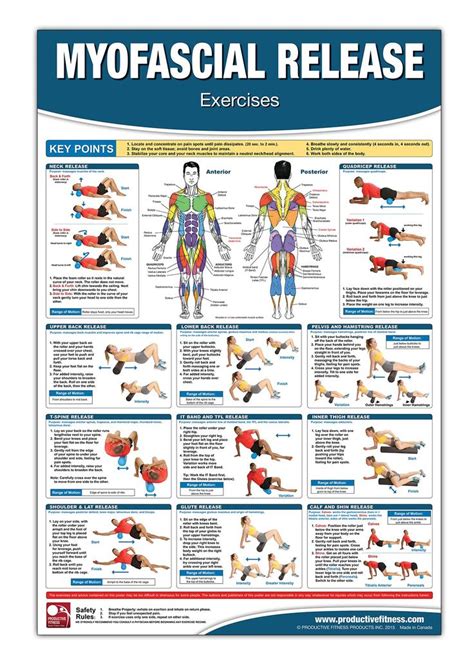 Myofascial Release Chartposter Foam Rolling Chart Muscle Massage