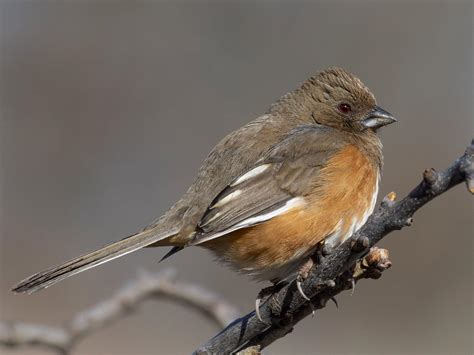 Eastern Towhee - NestWatch