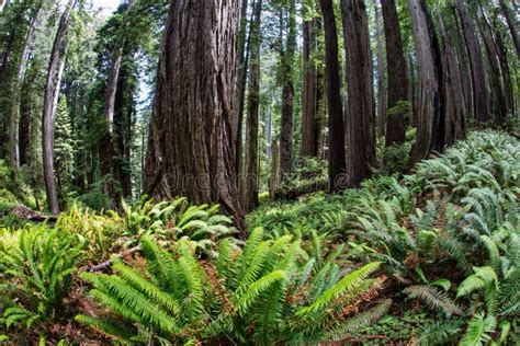 Ferns and Redwood Trees in Redwood National Park Stock Image - Image of ...