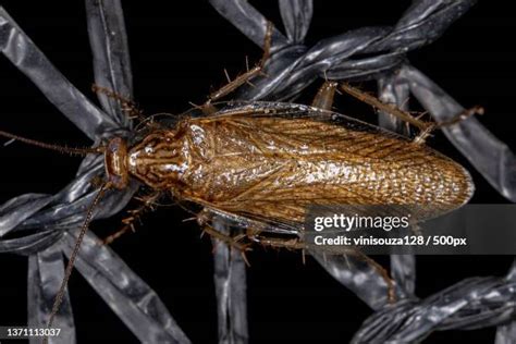 Wood Cockroach Photos and Premium High Res Pictures - Getty Images