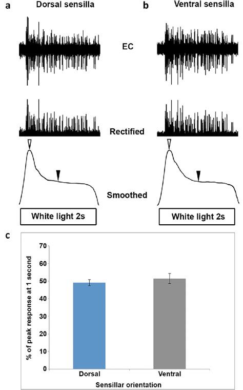 Dorsal And Ventral Sensilla All Display A Phasic Tonic Response And Are