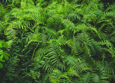 Green Ferns · Free Stock Photo