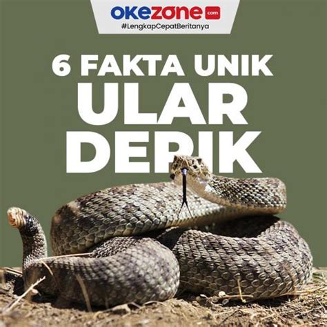 Miliki Racun Paling Mematikan Ini 6 Fakta Unik Ular Derik 0 Foto