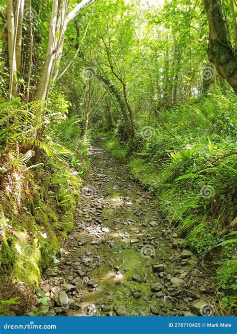 A Newly Discovered Ancient Riverbed Stock Image - Image of vegetation