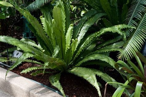 Asplenium Nidus ‘osaka Birds Nest Fern