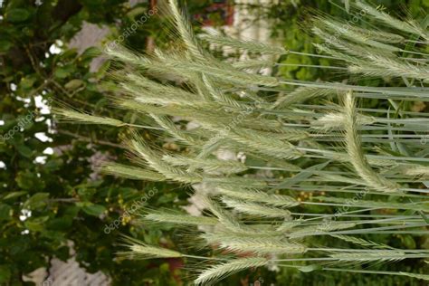 El Centeno Verde Que Crece En El Campo Oreja De Centeno Cerca Secale