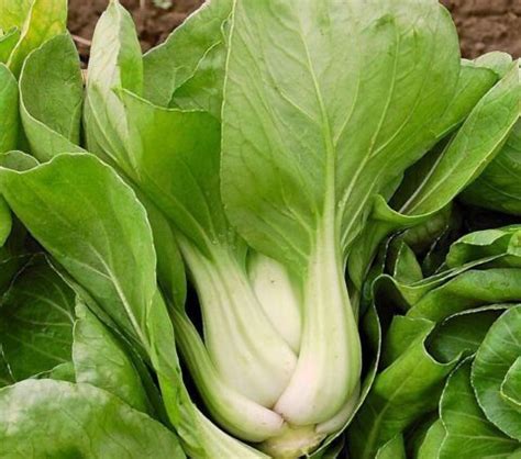 Cabbage Pak Choi White Stem Chiltern Seeds Direct