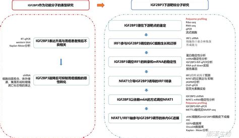 Cell Death Dis 胃癌的m6a表观遗传调控中polysome Profiling的技术应用公司新闻丁香通