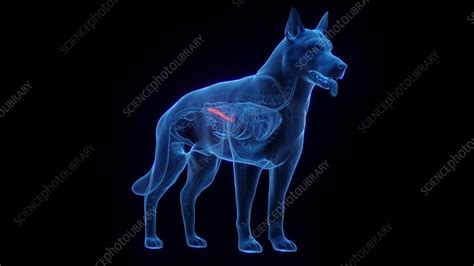 Animation of a dog's pancreas - Stock Video Clip - K012/1633 - Science ...