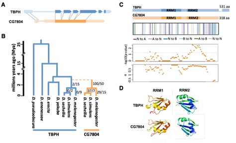 Structural And Evolutionary History Of Cg And Tbph A