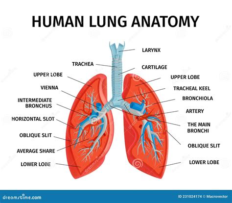 Human Lung Anatomy Diagram Vector Illustration | CartoonDealer.com #231024174