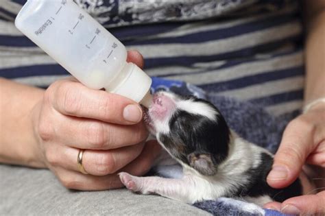 Consejos para Alimentar a un Cachorro Recién Nacido