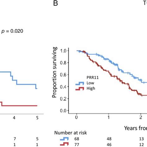 Prognostic Significance Of Prr11 Protein And Mrna Expression