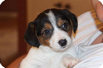 Phoenix AZ Border Collie Beagle Mix Meet Prim A Puppy For Adoption