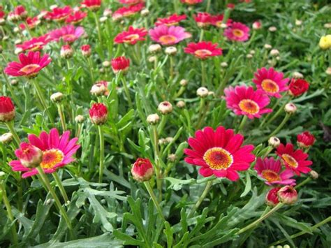 Аргирантемум купить в интернет магазине цветов Мандарин | Garden ...