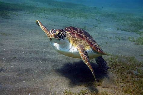 La Rand Eau Tortues Bouillante D Couvrez La Guadeloupe Activit S