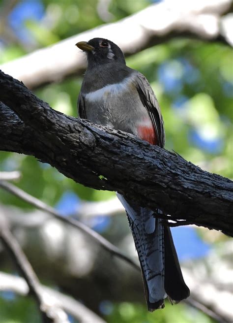 Trogons Quetzals Flickr