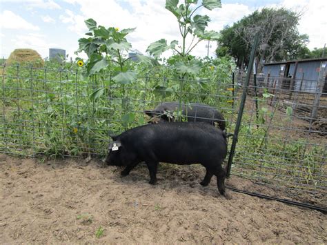 Mulefoot Pigs Diggin Dust Heritage Hogs