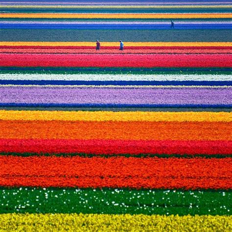 Netherlands Tulip Fields From Above | Most beautiful places in the ...