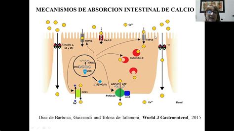 Evaluaci N De La Absorci N Intestinal De Calcio Youtube