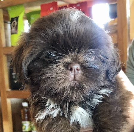 Shih Tzu Puppies Choco Liver Line [ Dogs ] Cavite City, Philippines -- cathrynjan