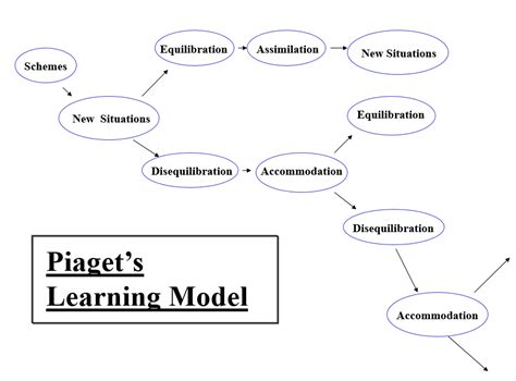 Human Development Diagram Quizlet