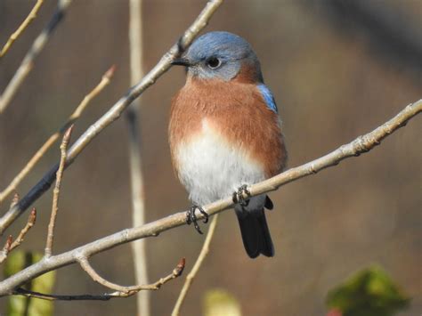 Eastern Bluebird Ewa Guide To The Birds Of The Fells Massachusetts