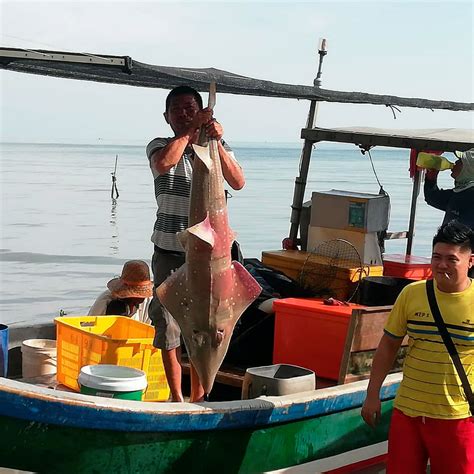 Nelayan Teruja Dapat Jala Ikan Yu Kemian Utusan Malaysia